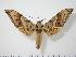  ( - BC-Hax0149)  @14 [ ] Copyright (2010) Unspecified Research Collection of Jean Haxaire
