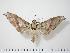  (Ambulyx canescens - BC-Hax0177)  @15 [ ] Copyright (2010) Unspecified Research Collection of Jean Haxaire
