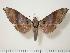  ( - BC-Hax0179)  @14 [ ] Copyright (2010) Unspecified Research Collection of Jean Haxaire
