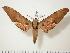  (Ambulyx kuangtungensis - BC-Hax0183)  @14 [ ] Copyright (2010) Unspecified Research Collection of Jean Haxaire