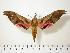  ( - BC-Hax0203)  @14 [ ] Copyright (2010) Unspecified Research Collection of Jean Haxaire