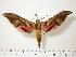  ( - BC-Hax0204)  @14 [ ] Copyright (2010) Unspecified Research Collection of Jean Haxaire
