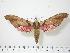  ( - BC-Hax0270)  @14 [ ] Copyright (2010) Unspecified Research Collection of Jean Haxaire