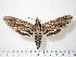  ( - BC-Hax0294)  @12 [ ] Copyright (2010) Unspecified Research Collection of Jean Haxaire