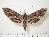  ( - BC-Hax0324)  @14 [ ] Copyright (2010) Unspecified Research Collection of Jean Haxaire