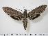  ( - BC-Hax0359)  @12 [ ] Copyright (2010) Unspecified Research Collection of Jean Haxaire