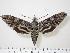  ( - BC-Hax0365)  @14 [ ] Copyright (2010) Unspecified Research Collection of Jean Haxaire