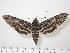  ( - BC-Hax0366)  @13 [ ] Copyright (2010) Unspecified Research Collection of Jean Haxaire