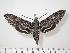  ( - BC-Hax0369)  @13 [ ] Copyright (2010) Unspecified Research Collection of Jean Haxaire