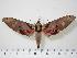  ( - BC-Hax0409)  @14 [ ] Copyright (2010) Unspecified Research Collection of Jean Haxaire
