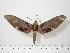  ( - BC-Hax0413)  @14 [ ] Copyright (2010) Unspecified Research Collection of Jean Haxaire