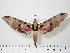  ( - BC-Hax0416)  @14 [ ] Copyright (2010) Unspecified Research Collection of Jean Haxaire
