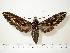  ( - BC-Hax0456)  @14 [ ] Copyright (2010) Unspecified Research Collection of Jean Haxaire