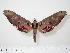  ( - BC-Hax0481)  @14 [ ] Copyright (2010) Unspecified Research Collection of Jean Haxaire