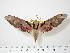  ( - BC-Hax0483)  @14 [ ] Copyright (2010) Unspecified Research Collection of Jean Haxaire