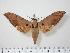  (Ambulyx pseudoclavata - BC-Hax0498)  @15 [ ] Copyright (2010) Unspecified Research Collection of Jean Haxaire