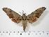  ( - BC-Hax0508)  @14 [ ] Copyright (2010) Unspecified Research Collection of Jean Haxaire