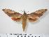  (Clanis orhanti - BC-Hax0521)  @13 [ ] Copyright (2010) Unspecified Research Collection of Jean Haxaire