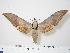  (Ambulyx montana - BC-Hax0053)  @14 [ ] Copyright (2010) Unspecified Research Collection of Jean Haxaire