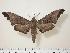  ( - BC-Hax0606)  @14 [ ] Copyright (2010) Unspecified Research Collection of Jean Haxaire
