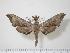  ( - BC-Hax0615)  @14 [ ] Copyright (2010) Unspecified Research Collection of Jean Haxaire