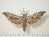  ( - BC-Hax0618)  @14 [ ] Copyright (2010) Unspecified Research Collection of Jean Haxaire