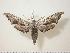  ( - BC-Hax0621)  @14 [ ] Copyright (2010) Unspecified Research Collection of Jean Haxaire