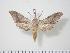  ( - BC-Hax0629)  @14 [ ] Copyright (2010) Unspecified Research Collection of Jean Haxaire