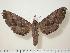  ( - BC-Hax0648)  @13 [ ] Copyright (2010) Unspecified Research Collection of Jean Haxaire