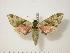  ( - BC-Hax0669)  @12 [ ] Copyright (2010) Unspecified Research Collection of Jean Haxaire