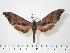  ( - BC-Hax0703)  @13 [ ] Copyright (2010) Unspecified Research Collection of Jean Haxaire