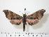  ( - BC-Hax0708)  @13 [ ] Copyright (2010) Unspecified Research Collection of Jean Haxaire