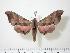  ( - BC-Hax0709)  @13 [ ] Copyright (2010) Unspecified Research Collection of Jean Haxaire