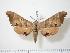  ( - BC-Hax0710)  @14 [ ] Copyright (2010) Unspecified Research Collection of Jean Haxaire