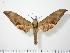  ( - BC-Hax0074)  @13 [ ] Copyright (2010) Unspecified Research Collection of Jean Haxaire