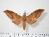  (Ambulyx bakeri - BC-Hax0080)  @14 [ ] Copyright (2010) Unspecified Research Collection of Jean Haxaire