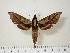  (Xylophanes epaphus - BC-Hax0821)  @16 [ ] Copyright (2010) Unspecified Research Collection of Jean Haxaire