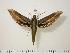  ( - BC-Hax0828)  @13 [ ] Copyright (2010) Unspecified Research Collection of Jean Haxaire