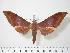  ( - BC-Hax0083)  @13 [ ] Copyright (2010) Unspecified Research Collection of Jean Haxaire