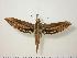  ( - BC-Hax0830)  @13 [ ] Copyright (2010) Unspecified Research Collection of Jean Haxaire