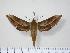  ( - BC-Hax0880)  @14 [ ] Copyright (2010) Unspecified Research Collection of Jean Haxaire