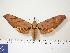  ( - BC-Hax0089)  @14 [ ] Copyright (2010) Unspecified Research Collection of Jean Haxaire