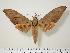  ( - BC-Hax0093)  @14 [ ] Copyright (2010) Unspecified Research Collection of Jean Haxaire
