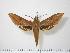  ( - BC-Hax0951)  @13 [ ] Copyright (2010) Unspecified Research Collection of Jean Haxaire