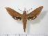  ( - BC-Hax0953)  @14 [ ] Copyright (2010) Unspecified Research Collection of Jean Haxaire
