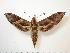  ( - BC-Hax1074)  @14 [ ] Copyright (2010) Unspecified Research Collection of Jean Haxaire