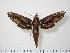  ( - BC-Hax1146)  @14 [ ] Copyright (2010) Unspecified Research Collection of Jean Haxaire