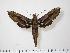  ( - BC-Hax1147)  @14 [ ] Copyright (2010) Unspecified Research Collection of Jean Haxaire