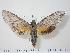  (Isognathus rimosa jamaicensis - BC-Hax1196)  @14 [ ] Copyright (2010) Unspecified Research Collection of Jean Haxaire