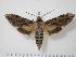 (Isognathus rimosa rimosa - BC-Hax1200)  @15 [ ] Copyright (2010) Unspecified Research Collection of Jean Haxaire